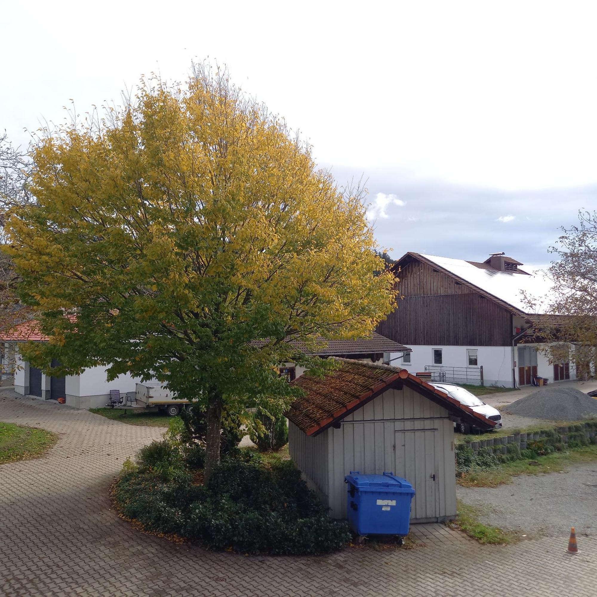 Ferienhof Metzler Bodnegg Buitenkant foto